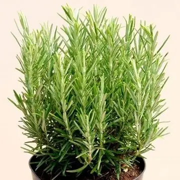 Розмарин лекарственный "Маресме" Rosmarinus officinalis "Maresme" С2/3
