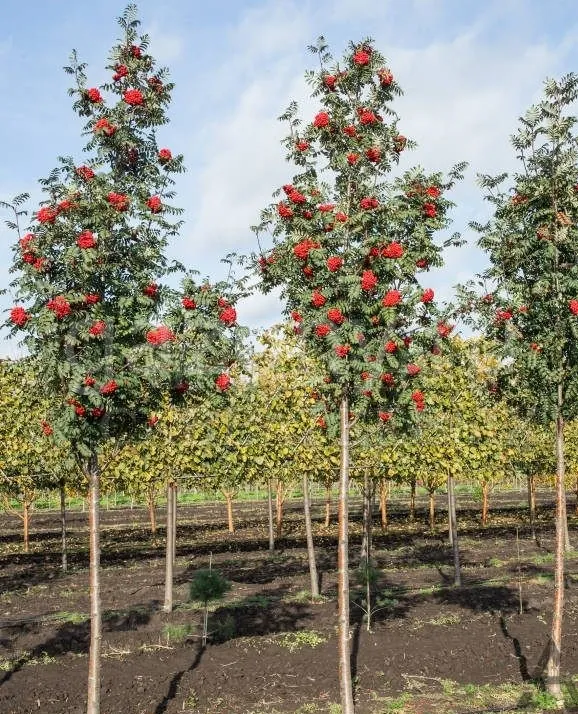 Рябина обыкновенная Sorbus Aucuparia штамб