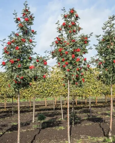Рябина обыкновенная Sorbus Aucuparia штамб (Ком+сетка d=600), h=300-350