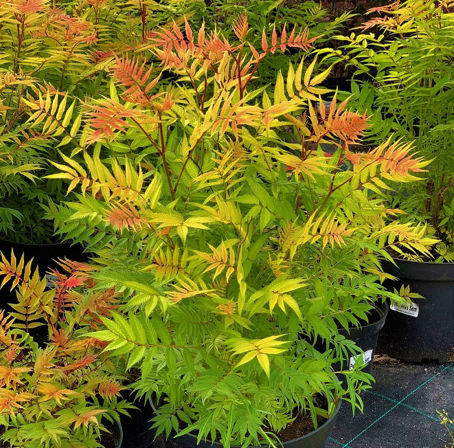 Рябинник рябинолистный Sorbaria sorbifolia "Sem"