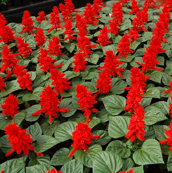 Сальвия сверкающая "Редди Брайт Ред" Salvia splendens "Reddy Bright Red"