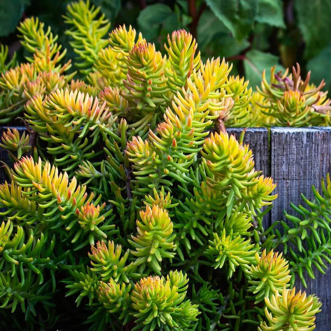 Седум "Ангелина" Sedum "Angelina"