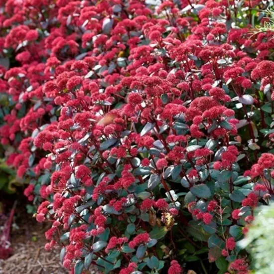 Седум гибридный "Ред Кули" Sedum hybride "Red Cauli"