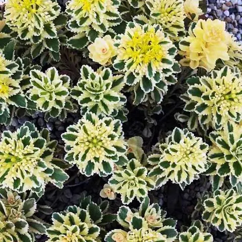 Седум такесимский «Aтлантис» Sedum takesimense "Atlantis" С2/3