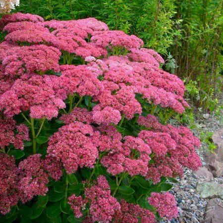 Седум видный "Карл" Sedum Spectabile "Carl"