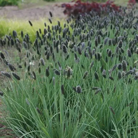 Сеслерия голубая Sesleria caerulea Р9