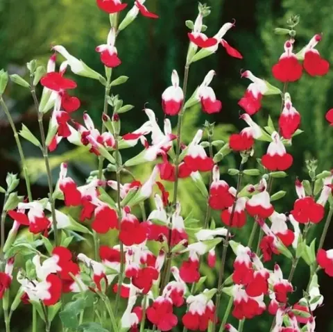 Шалфей ананасный "Пино" Salvia "Pino" С2/3