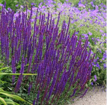 Шалфей дубравный "Карадонна" Salvia nemorosa "Caradonna"