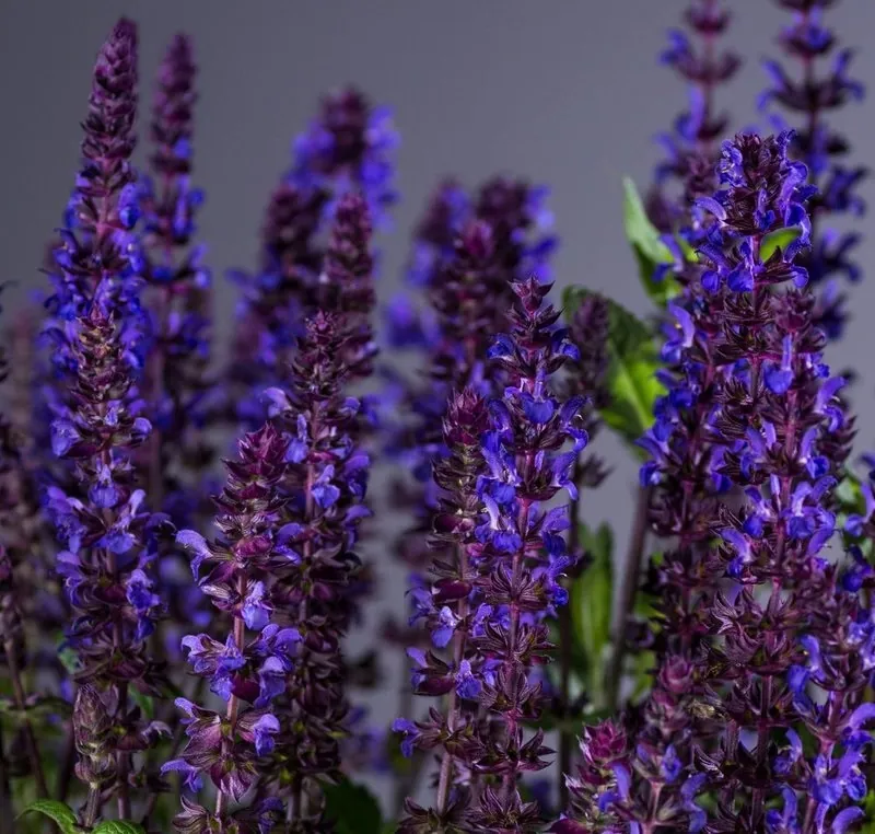 Шалфей дубравный "Нью Дименшн Блю" Salvia nemorosa "New Dimension Blue"