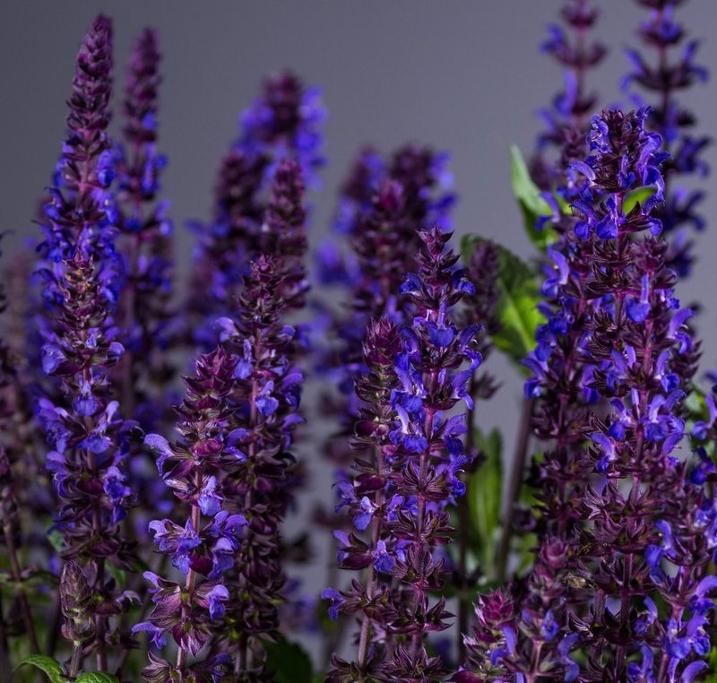 Шалфей дубравный "Нью Дименшн Блю" Salvia nemorosa "New Dimension Blue" С2/3