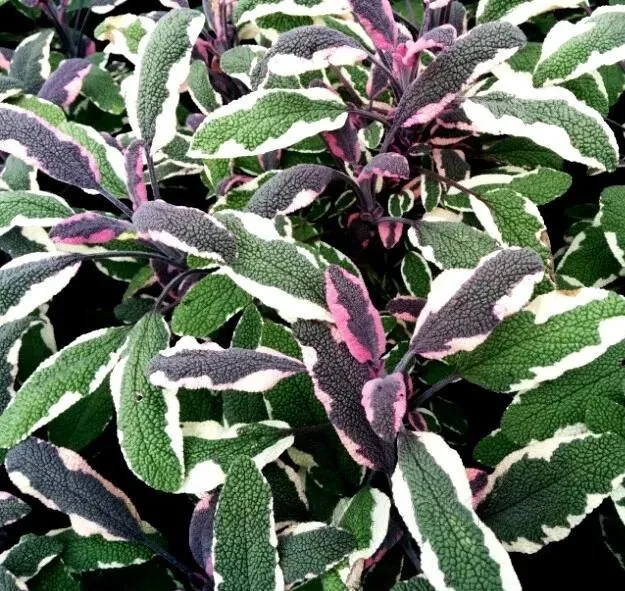 Шалфей лекарственный "Триколор" Salvia officinalis "Tricolor"