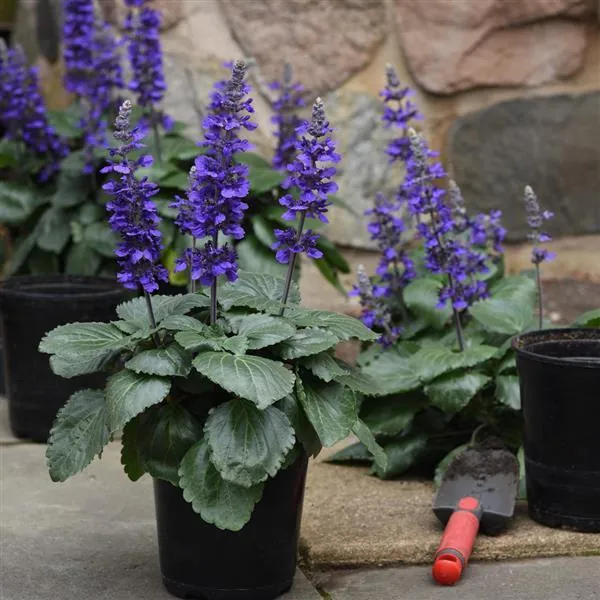 Шалфей межвидовый "Биг Блю" Salvia longispicata x farinacea "Big Blue"
