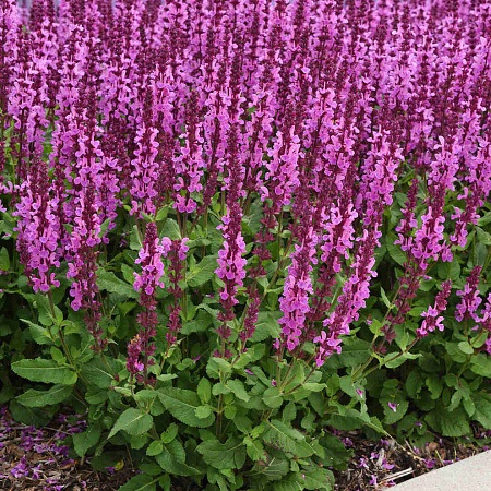 Шалфей пышный "Мерло Роуз Компакт" Salvia superba "Merleau Rose Compact" С2/3