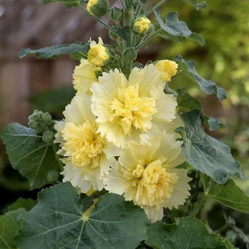 Штокроза розовая "Спринг Селебритиз Лемон" Alcea rosea "Spring Celebrities Lemon"