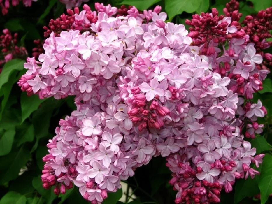 Сирень гиацинтовая Syringa x hyacinthiflora "Buffon"