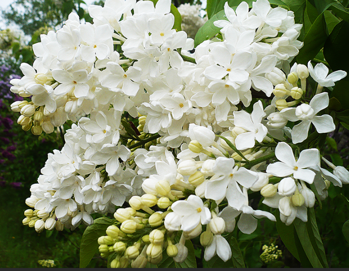 Сирень обыкновенная Syringa vulgaris "Agidel"