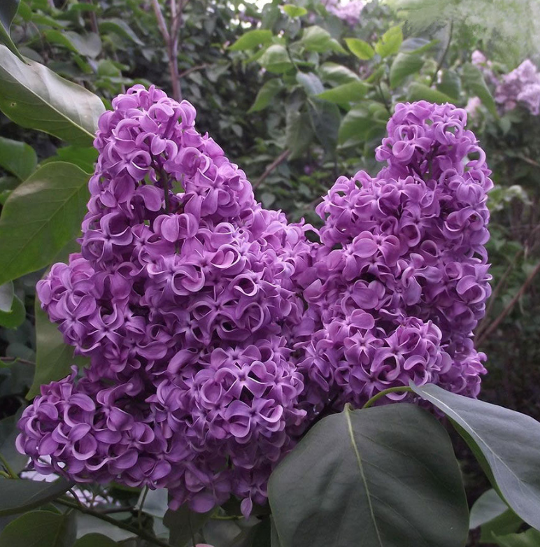 Сирень обыкновенная Syringa vulgaris "Akademik Kurchatov"