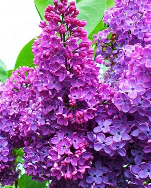 Сирень обыкновенная Syringa vulgaris "Den Pobedy"