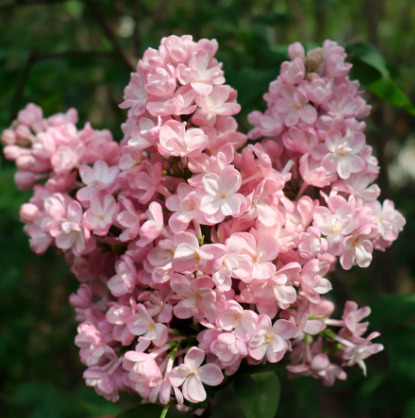 Сирень обыкновенная Syringa vulgaris "Miloserdie"