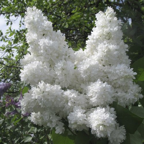 Сирень обыкновенная Syringa vulgaris "Monique Lemoine"