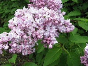 Сирень обыкновенная Syringa vulgaris "Montaigne"