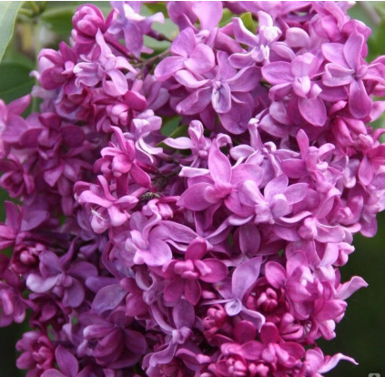 Сирень обыкновенная Syringa vulgaris "Mrs Edward Harding"