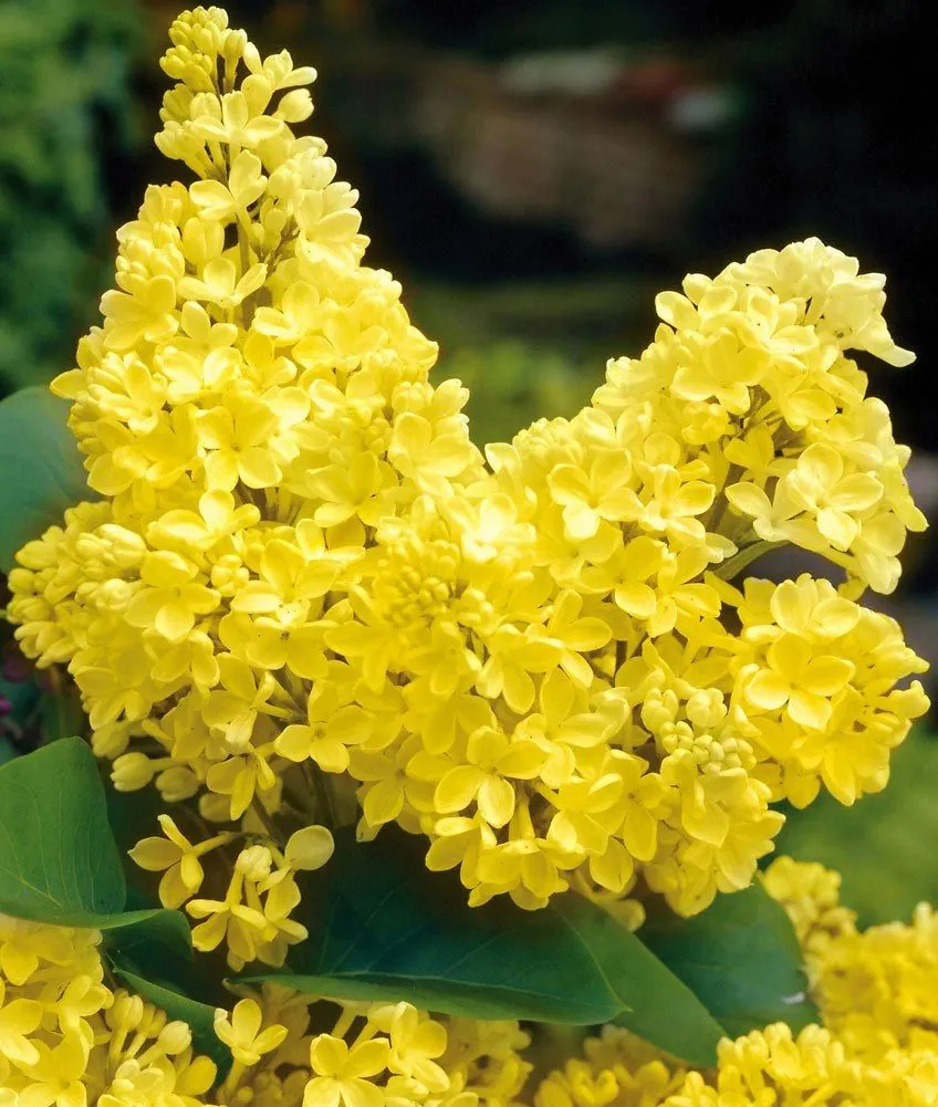 Сирень обыкновенная Syringa vulgaris "Primrose "