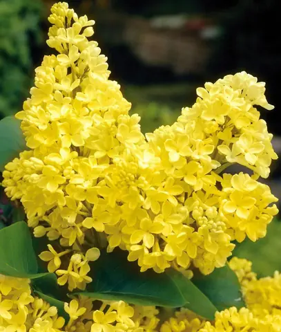 Сирень обыкновенная Syringa vulgaris "Primrose "