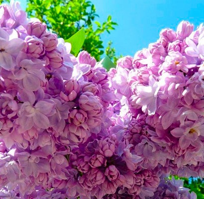 Сирень обыкновенная Syringa vulgaris "Russkaya Pesnya"