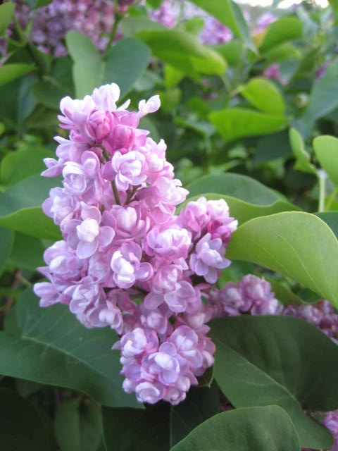 Сирень обыкновенная Syringa vulgaris "Utro Moskvy"