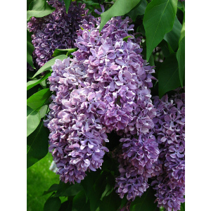 Сирень обыкновенная Syringa vulgaris "Vasiliy Terkin"