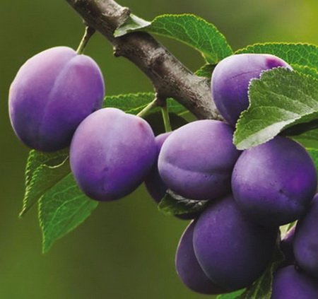 Слива "Рекорд" С5