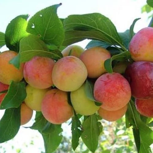 Слива "Жемчужина Урала" С5