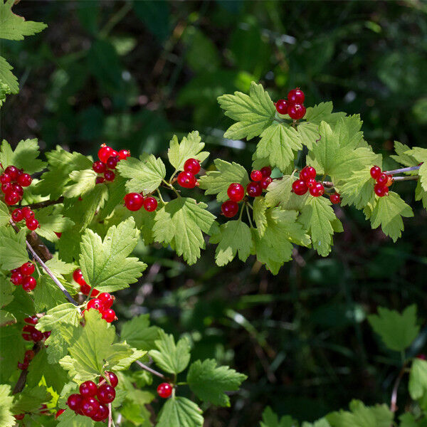 Смородина альпийская Ribes alpinum "Shmit" (ком+сетка d=400)