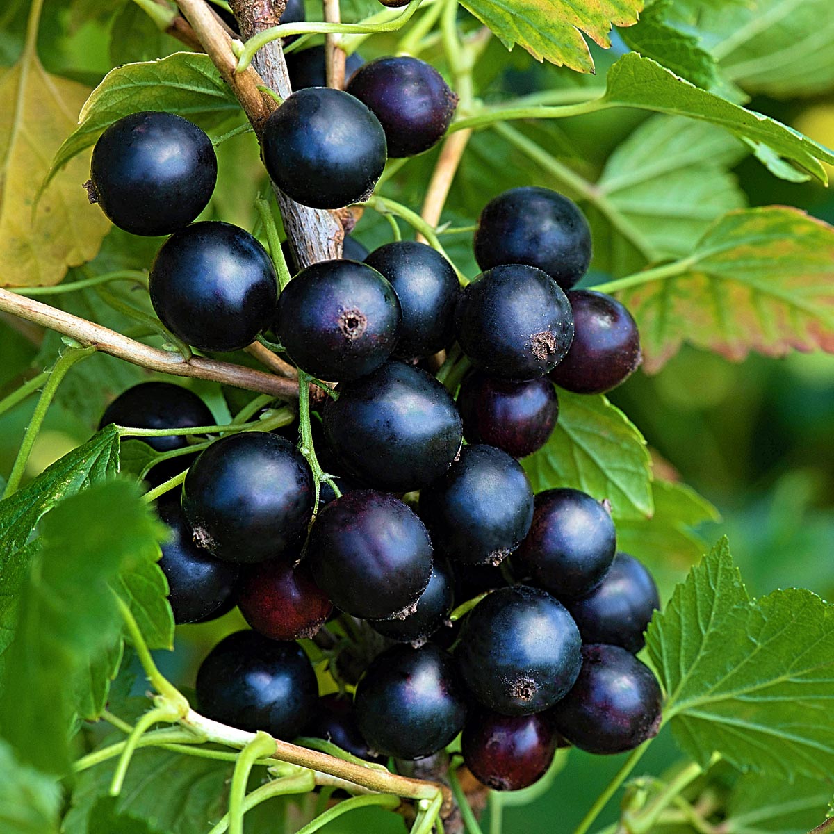 Смородина черная "Дачница" С3