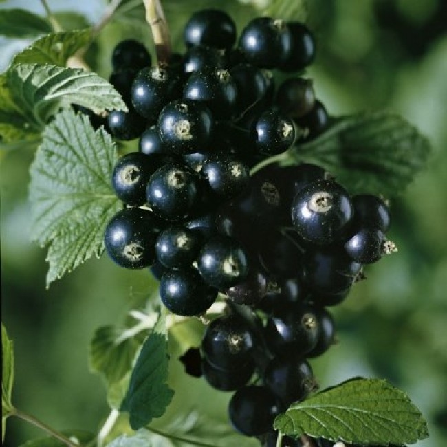 Смородина черная "Изюмная" С3