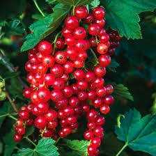 Смородина красная "Андрейченко" С2