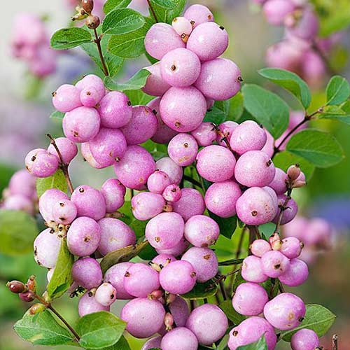 Снежноягодник Symphoricarpos "Mother of Pearl"