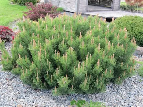Сосна горная Pinus mugo "Mughus"