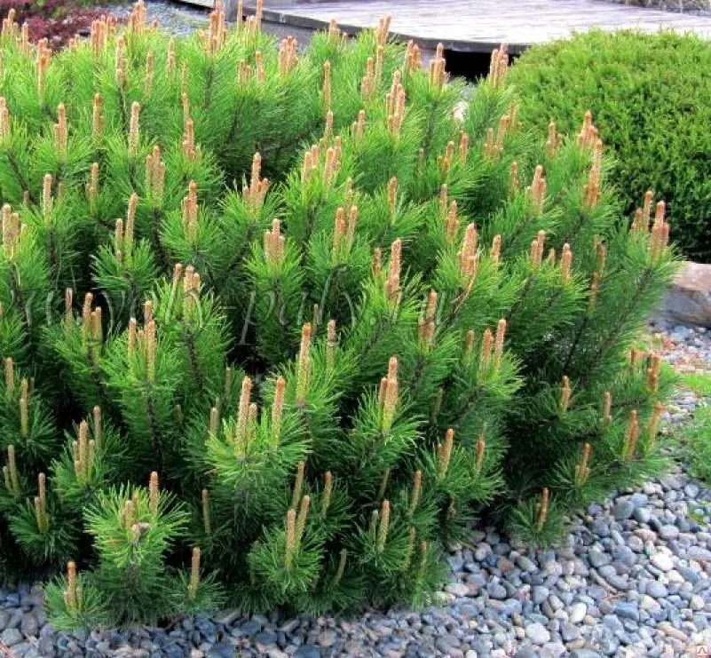 Сосна горная Pinus mugo "Pumilio"