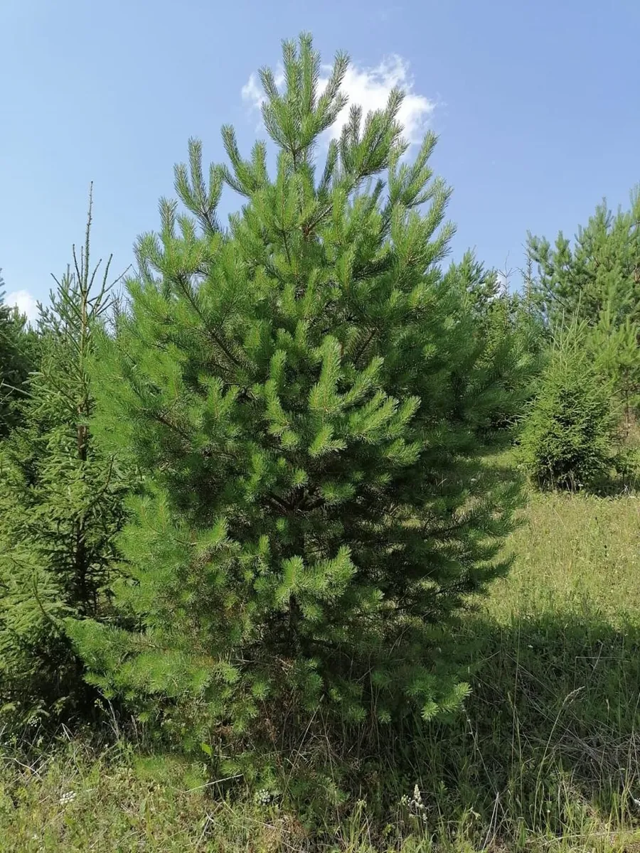 Сосна обыкновенная Pínus sylvéstris