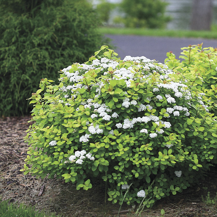 Спирея березолистная Spirea Betulifolia TOR