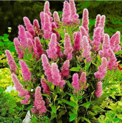 Спирея Билларда Spiraea x billardii