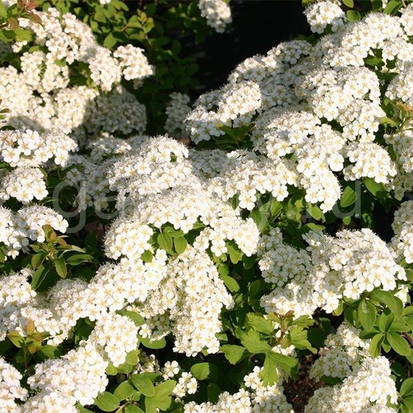 Спирея ниппонская Spiraea nipponica "Halward's Silver"
