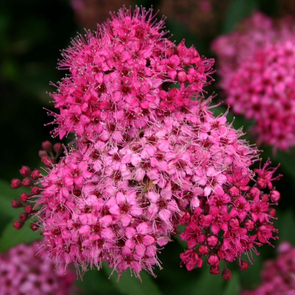 Спирея японская Spiraea japonica "Anthony Waterer"