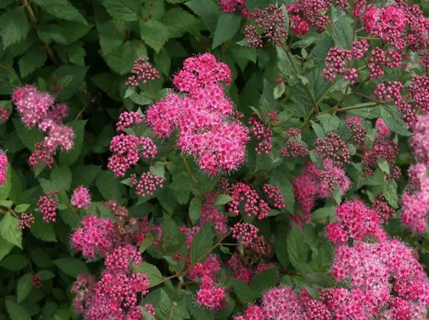 Спирея японская Spiraea japonica "Double Play Artisan"