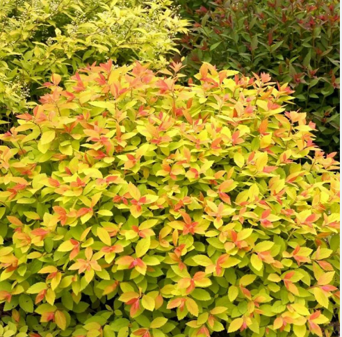 Спирея японская Spiraea japonica "Double Play Big Bang"