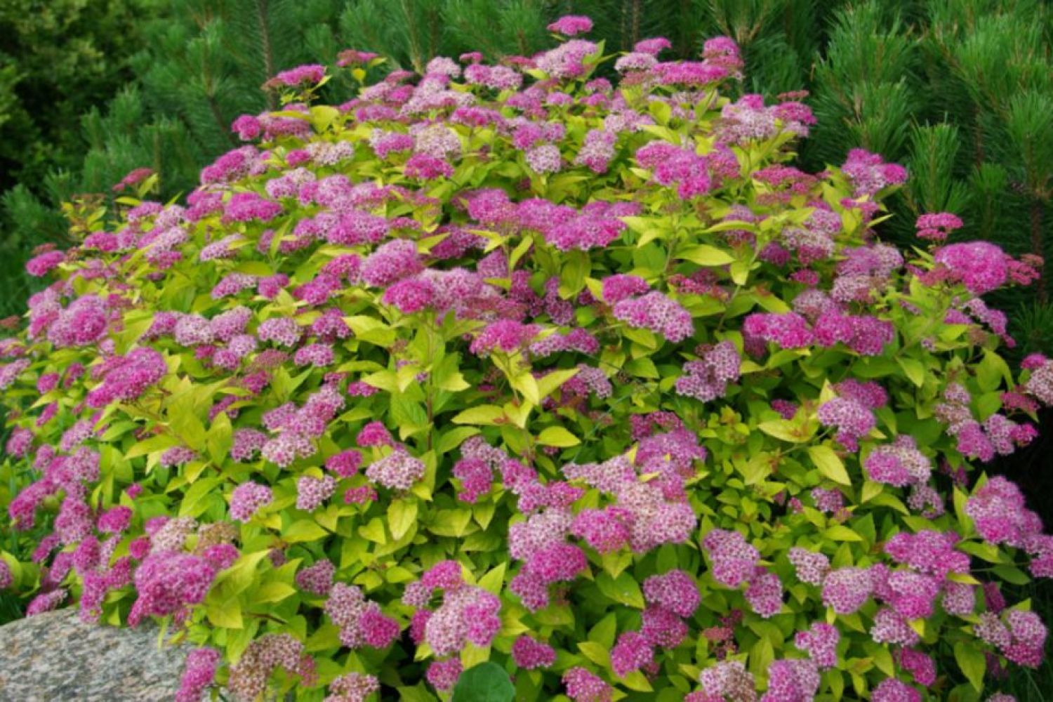 Спирея японская Spiraea japonica "Golden princess"