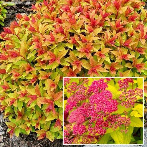 Спирея японская Spiraea japonica "Goldflame"