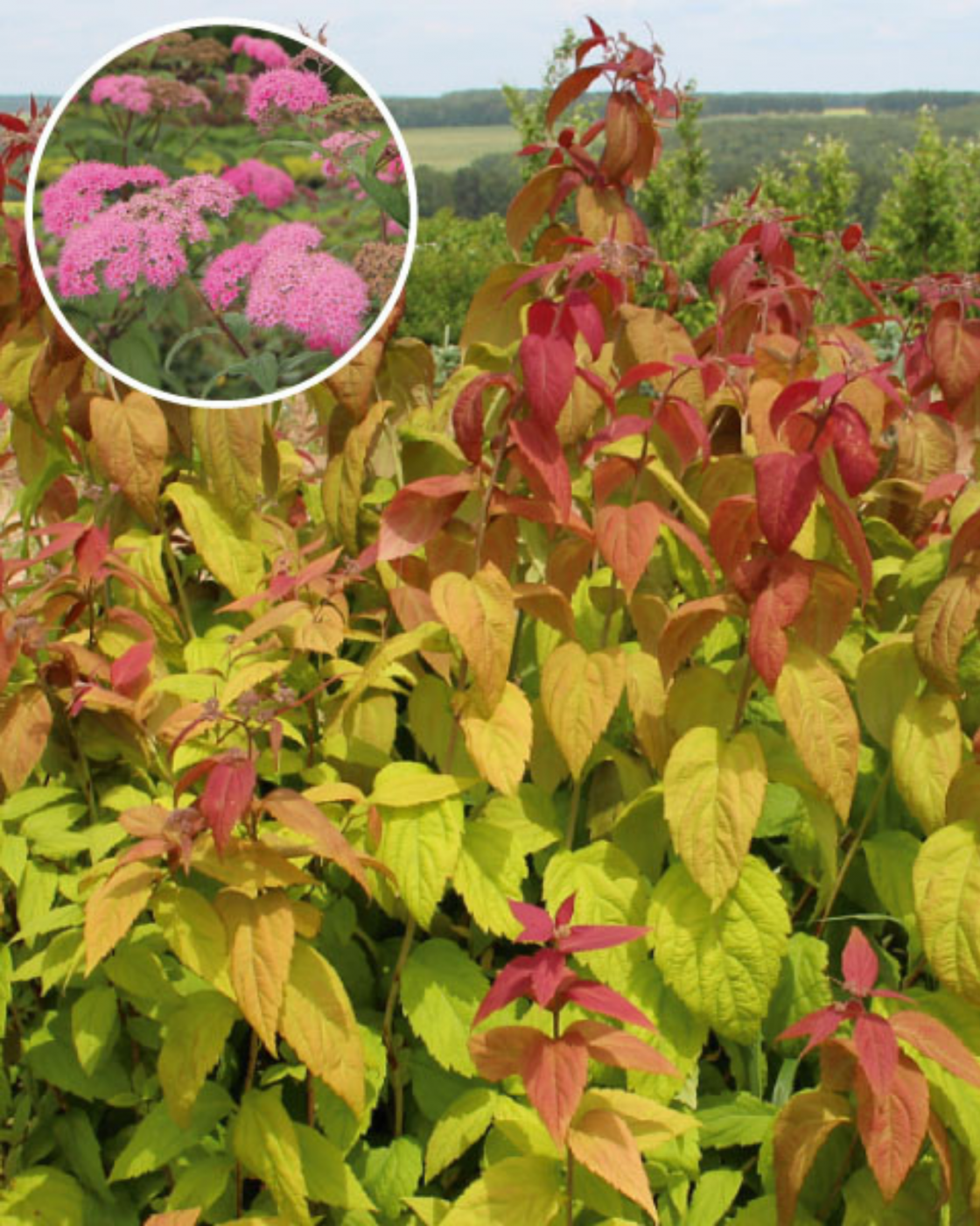 Спирея японская Spiraea japonica "Macrophylla"